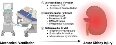 Bidirectional pressure: a mini review of ventilator-lung-kidney interactions